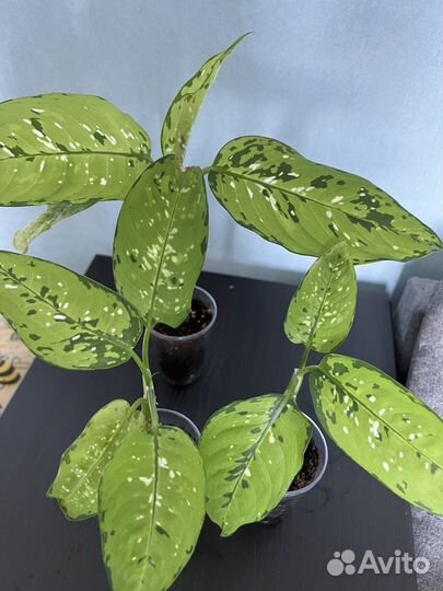 Диффенбахия Баузе