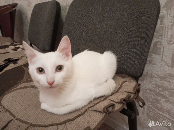 Котенок мальчик