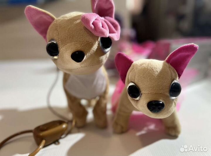 Собачка чичилав chi chi love