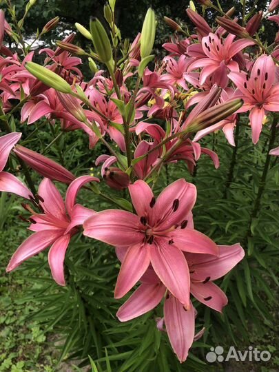 Цветы садовые многолетники