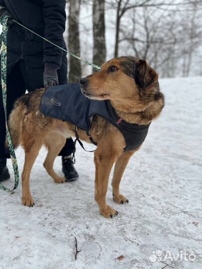 Чудо собака,нежный пес в приюте