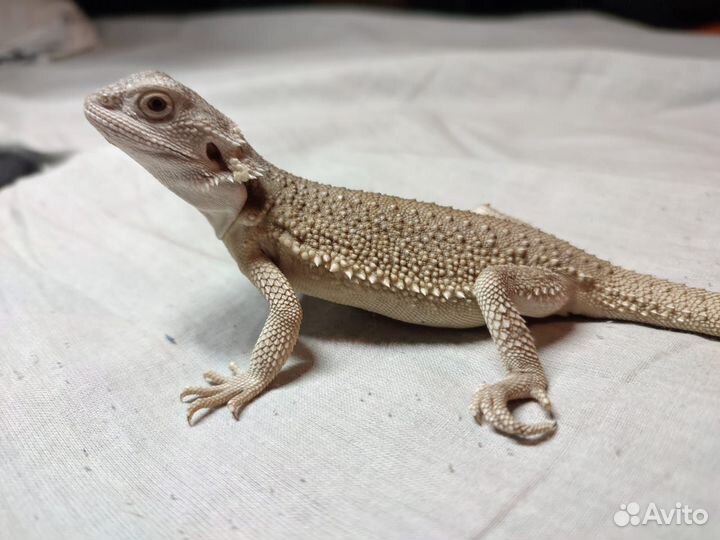 Бородатая агама Zero het hypo