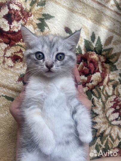 Котята мальчик девочка Мать британская шиншилла
