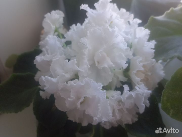 Фиалка белая