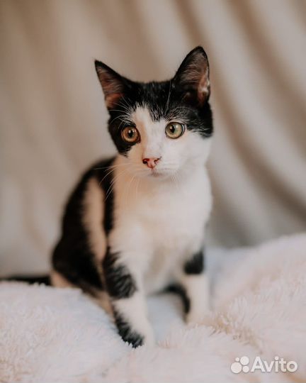 Котенок мальчик