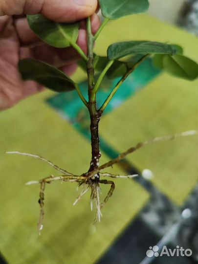 Фикус мокламе отросток