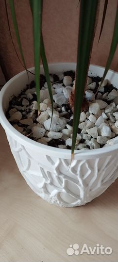 Пальма драцена