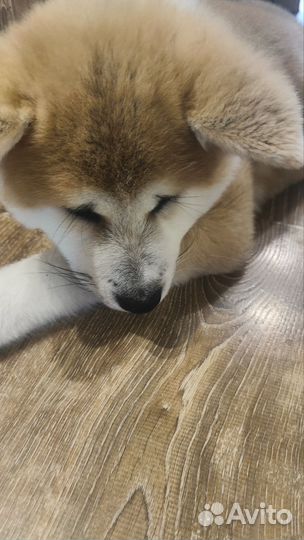 Щенки акита ину