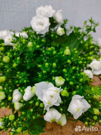 Кампанула в ассортименте