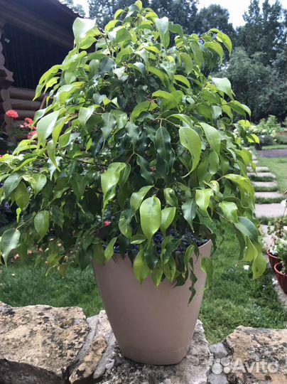 Фикус бенджамина