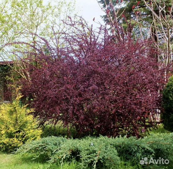 Барбарис Атропурпуреа / Atropurpurea