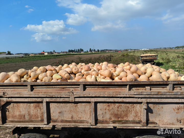 Продам тыкву