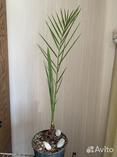 Юкка, Финиковая пальма, драцена