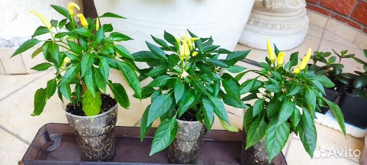 Перец острый на ваше окно