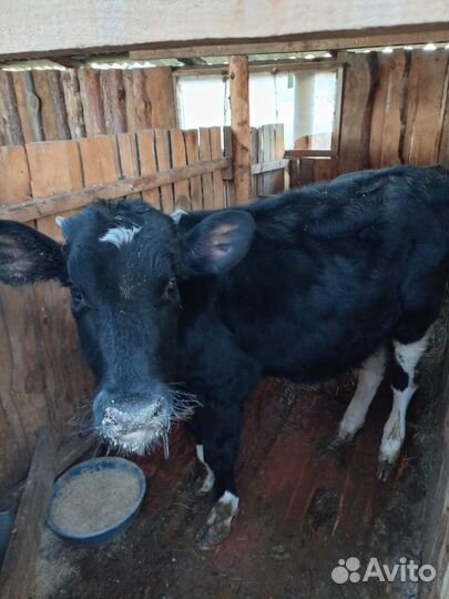 Телята бычки на откорм