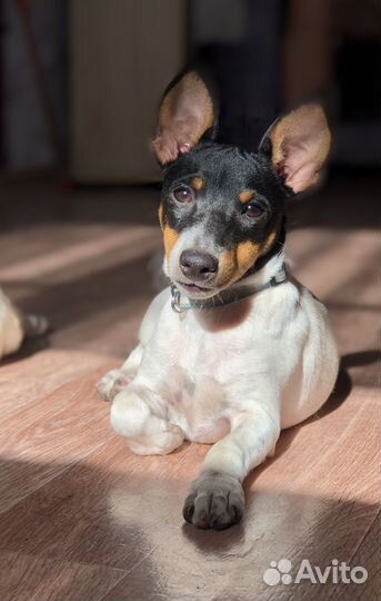 Той фокстерьер