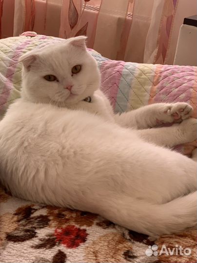 Кот