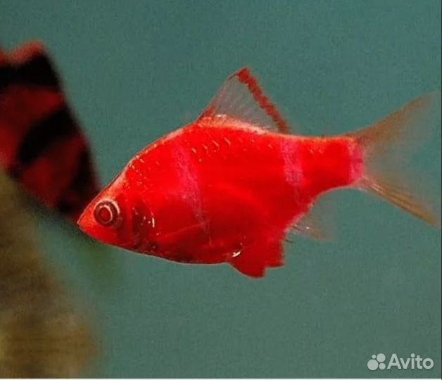 Рыба аквариумная гло
