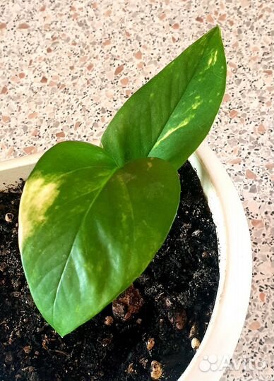 Эпипремнум золотистый, обмен