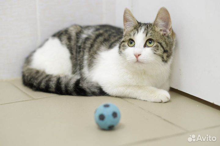 Невероятно трогательная Бася (котёнок, 6 месяцев)