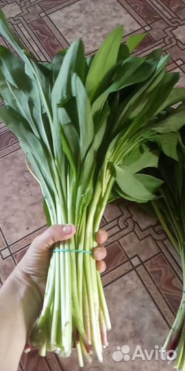 Черемша свежая