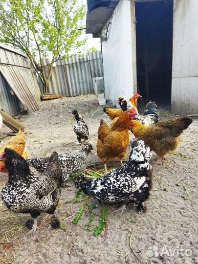 Домашние куриные яйца для инкубации