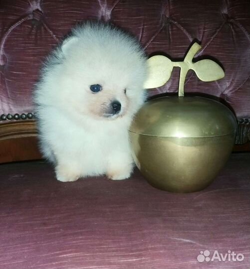Микро Крошка Померанский шпиц
