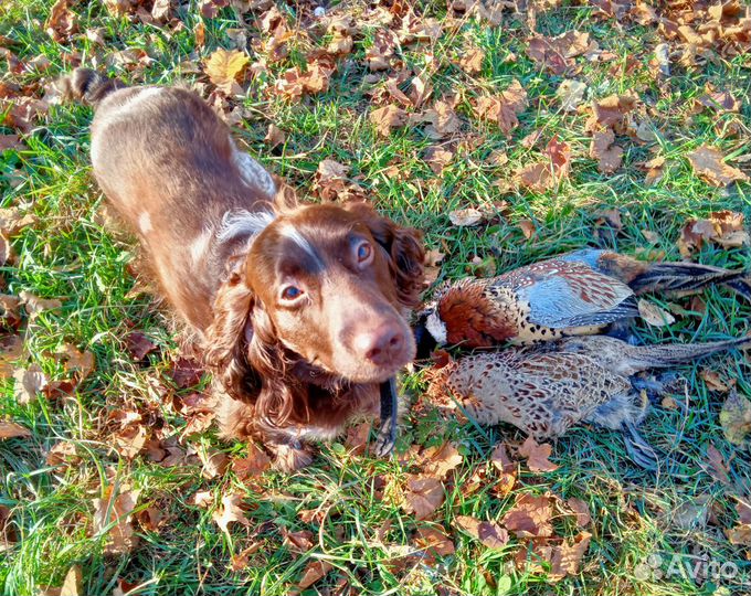 Русский охотничий спаниель.Красавик.Вязка