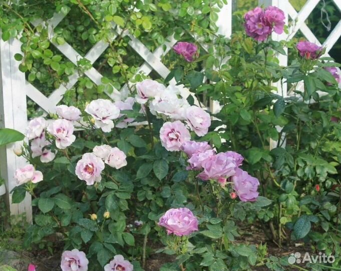 Розы Rhapsody in Blue и Eyes For You