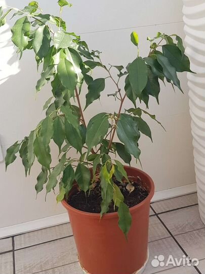 Фикус бенджамина