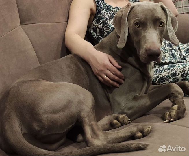 Веймаранер кобель для вязки