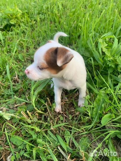 Щенки чихуахуа