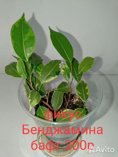 Фикус бенджамина бафт, барок