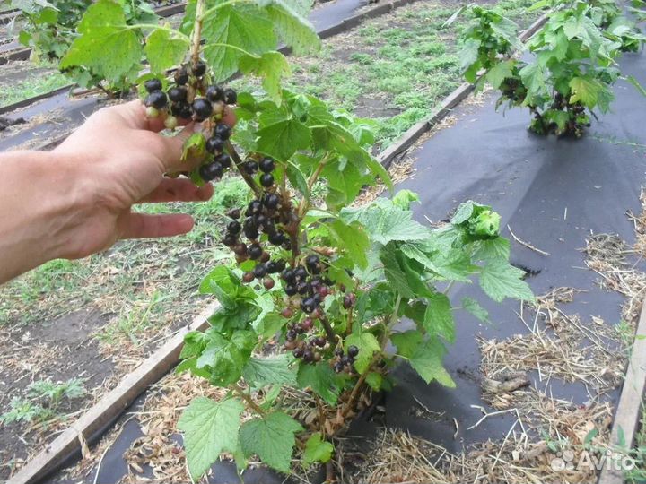 Саженцы черной смородины