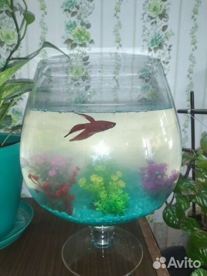 Аквариум