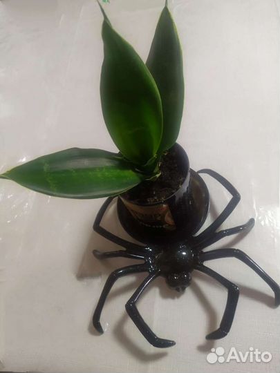 Сансевиерия Блэк Даймонд