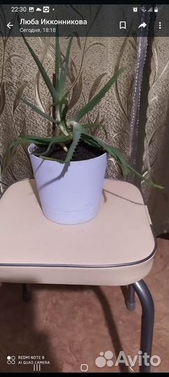 Алоэ лечебный