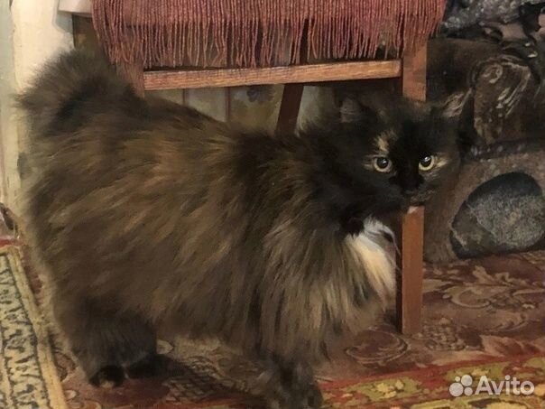 Отдам в добрые руки