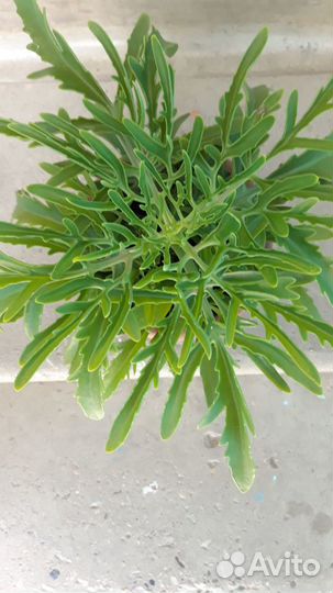 Шикарные Оленьи рожки