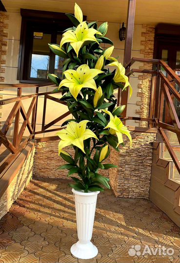 Интерьерные цветы