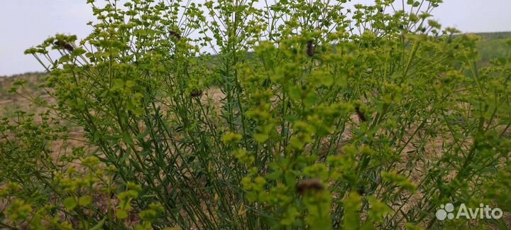 Молочайный мёд 2024