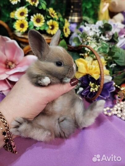 Карликовые кролики. Большой выбор