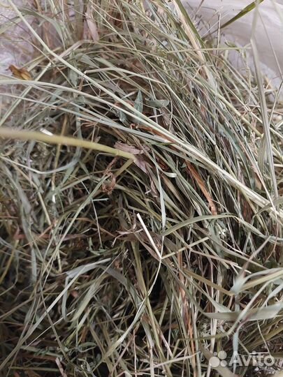 Свежее луговое сено для кроликов и морских свинок