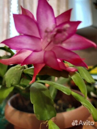 Декабрист шлюмбергера