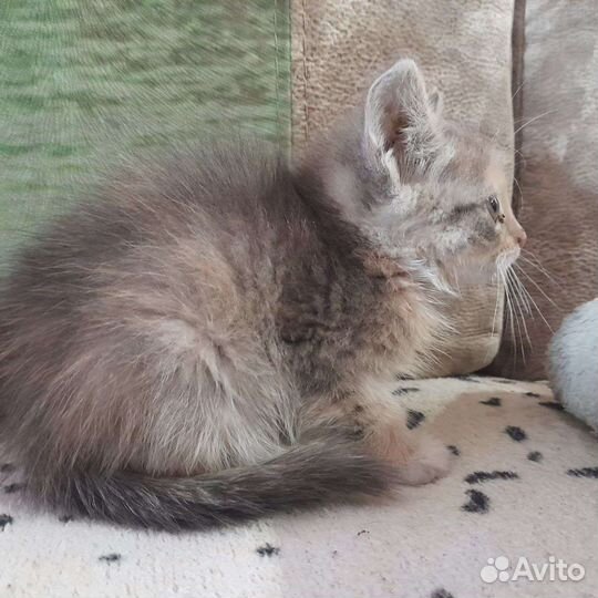 Отдам кота в добрые руки к лотку приучен