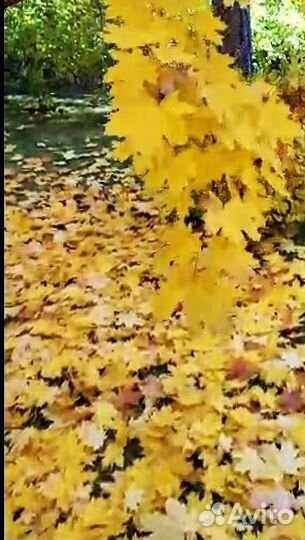 Клён европейский