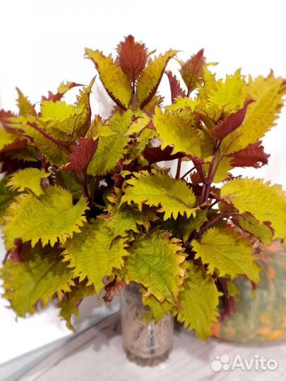 Отростки комнатных растений