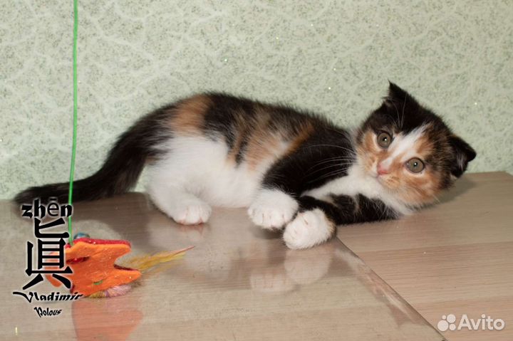 Девочка в добрые руки