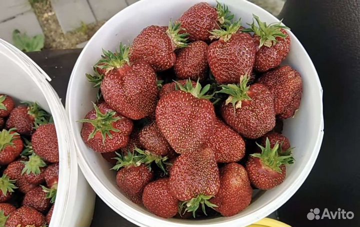 Клубника Пурпурное чудо