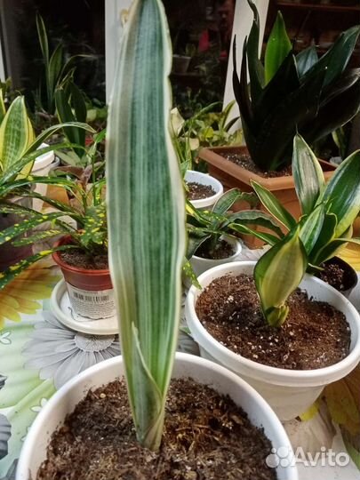 Сансевиерия Манолин